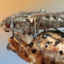 Amazing pictures of insects in drops of dew — 30
