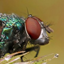 Amazing pictures of insects in drops of dew — 31