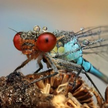 Amazing pictures of insects in drops of dew — 32
