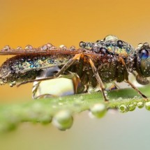 Amazing pictures of insects in drops of dew — 33
