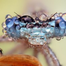 Amazing pictures of insects in drops of dew — 34