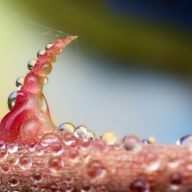 Amazing pictures of insects in drops of dew — 35