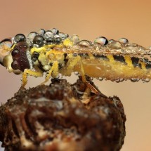 Amazing pictures of insects in drops of dew — 36