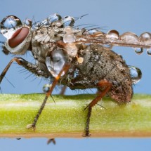 Amazing pictures of insects in drops of dew — 37