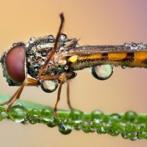 Amazing pictures of insects in drops of dew — 38