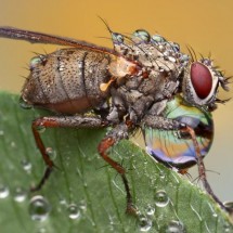 Amazing pictures of insects in drops of dew — 3