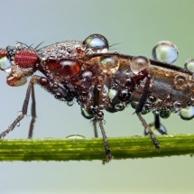 Amazing pictures of insects in drops of dew — 4