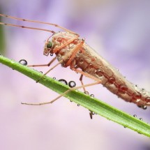 Amazing pictures of insects in drops of dew — 5
