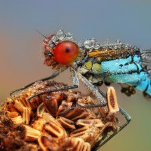Amazing pictures of insects in drops of dew — 6