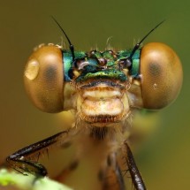 Amazing pictures of insects in drops of dew — 8