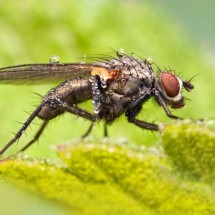 Amazing pictures of insects in drops of dew — 9