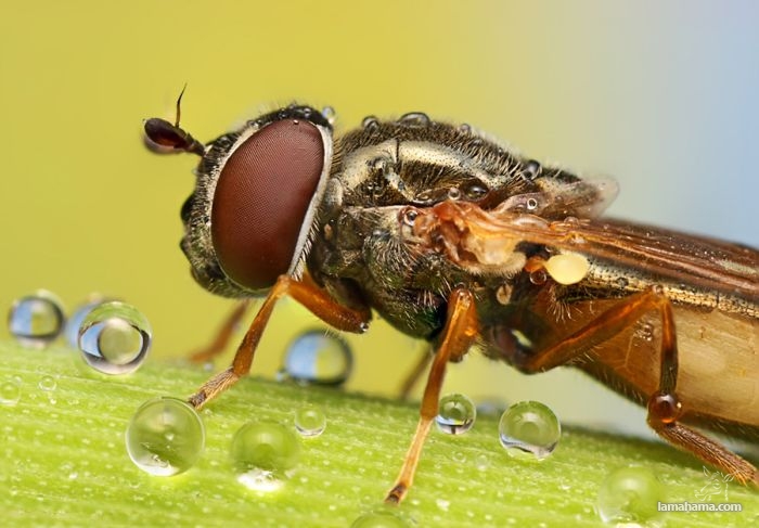 Amazing pictures of insects in drops of dew - Pictures nr 10