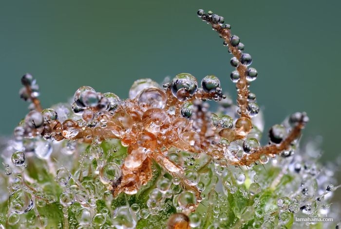 Amazing pictures of insects in drops of dew - Pictures nr 11