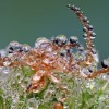 Amazing pictures of insects in drops of dew - Pictures nr 11