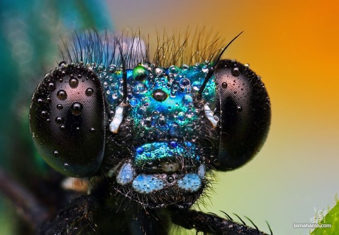 Amazing pictures of insects in drops of dew - Pictures nr 12