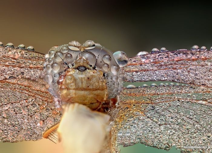 Amazing pictures of insects in drops of dew - Pictures nr 13