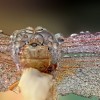 Amazing pictures of insects in drops of dew - Pictures nr 13