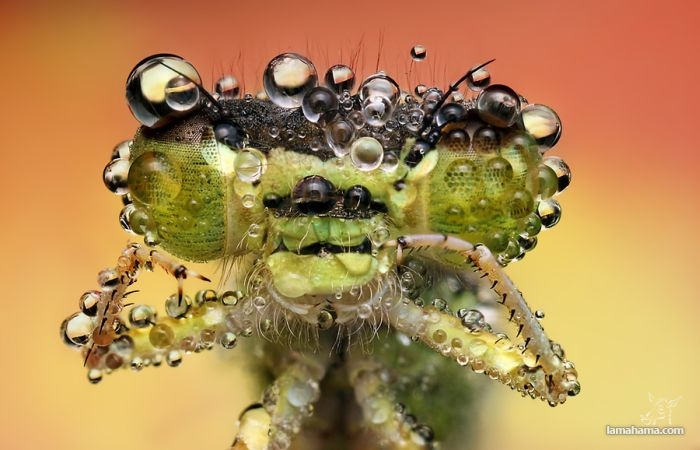 Amazing pictures of insects in drops of dew - Pictures nr 14