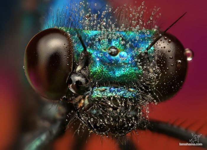 Amazing pictures of insects in drops of dew - Pictures nr 15