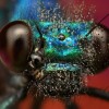 Amazing pictures of insects in drops of dew - Pictures nr 15
