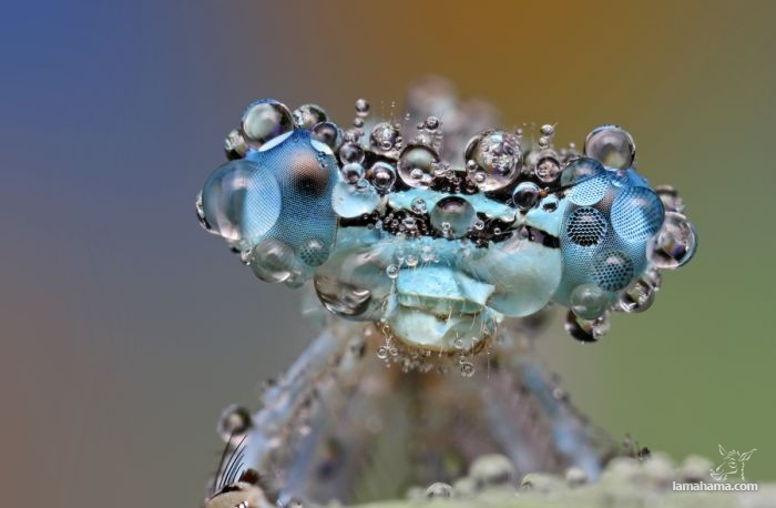 Amazing pictures of insects in drops of dew - Pictures nr 16