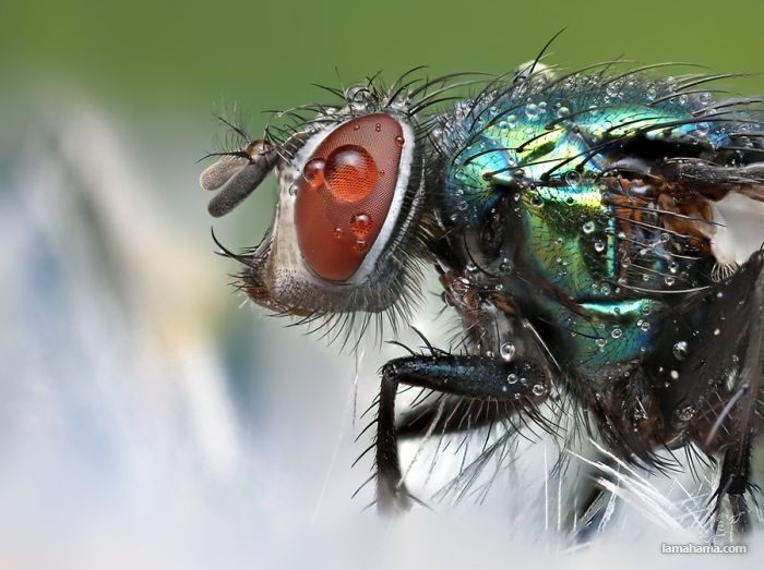 Amazing pictures of insects in drops of dew - Pictures nr 17