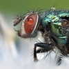 Niezwykłe zdjęcia owadów w kroplach rosy - Zdjecie nr 17