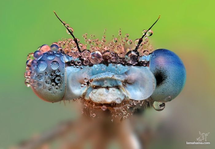 Amazing pictures of insects in drops of dew - Pictures nr 18