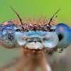 Amazing pictures of insects in drops of dew - Pictures nr 18