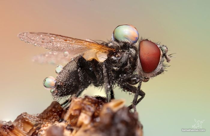 Amazing pictures of insects in drops of dew - Pictures nr 19