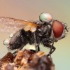Niezwykłe zdjęcia owadów w kroplach rosy - Zdjecie nr 19