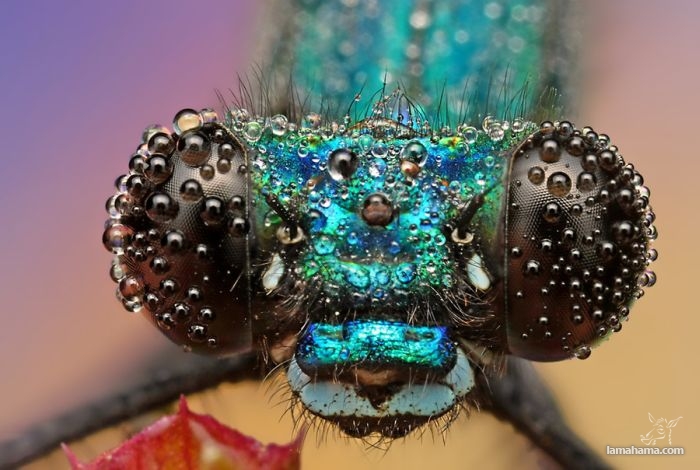 Amazing pictures of insects in drops of dew - Pictures nr 2
