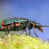 Niezwykłe zdjęcia owadów w kroplach rosy - Zdjecie nr 20