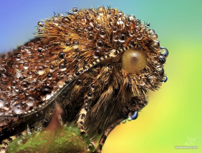 Niezwykłe zdjęcia owadów w kroplach rosy - Zdjecie nr 21