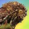 Amazing pictures of insects in drops of dew - Pictures nr 21