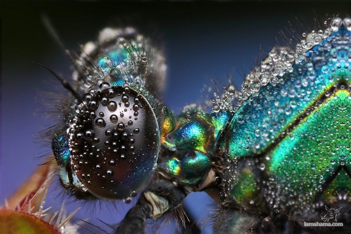 Amazing pictures of insects in drops of dew - Pictures nr 22