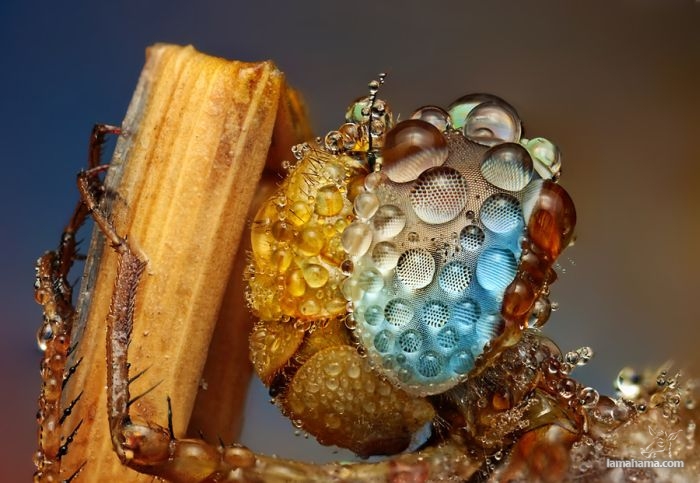 Amazing pictures of insects in drops of dew - Pictures nr 23