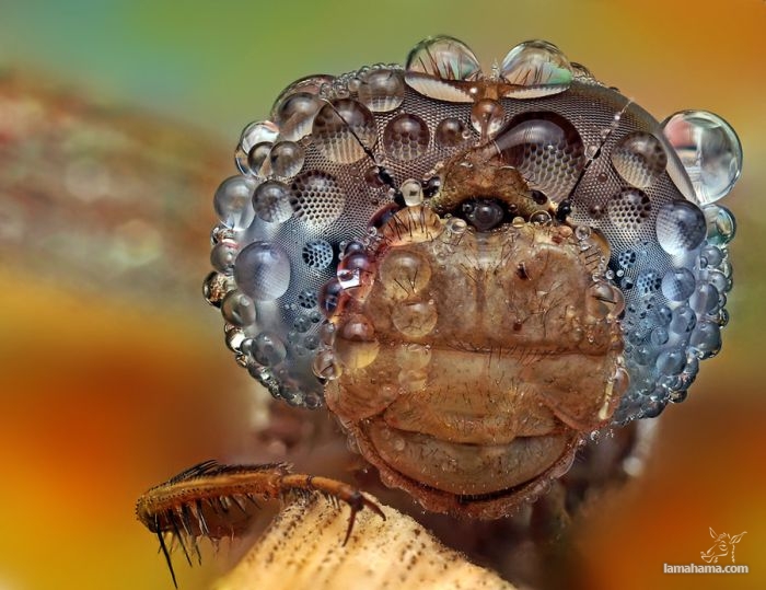Amazing pictures of insects in drops of dew - Pictures nr 24