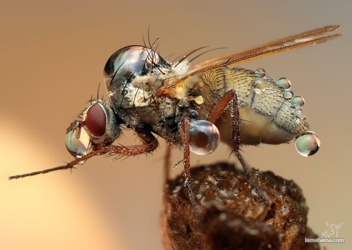 Amazing pictures of insects in drops of dew - Pictures nr 26