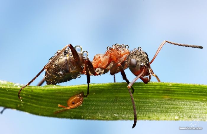 Niezwykłe zdjęcia owadów w kroplach rosy - Zdjecie nr 27