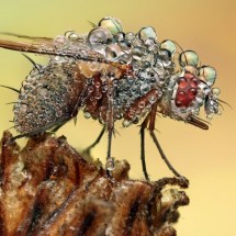 Amazing pictures of insects in drops of dew - Pictures nr 28