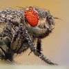 Niezwykłe zdjęcia owadów w kroplach rosy - Zdjecie nr 29