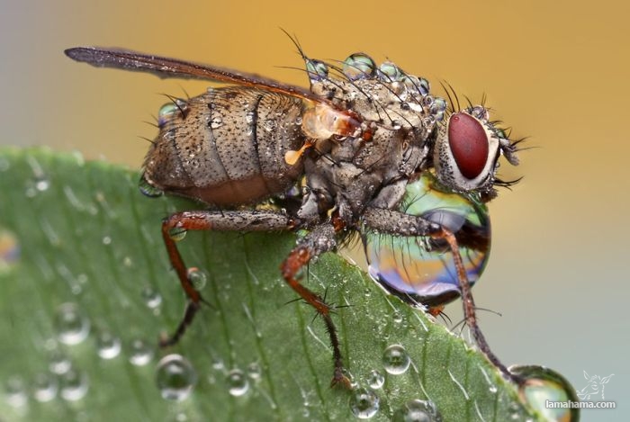 Amazing pictures of insects in drops of dew - Pictures nr 3