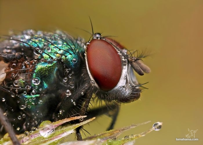 Amazing pictures of insects in drops of dew - Pictures nr 32