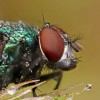 Amazing pictures of insects in drops of dew - Pictures nr 32