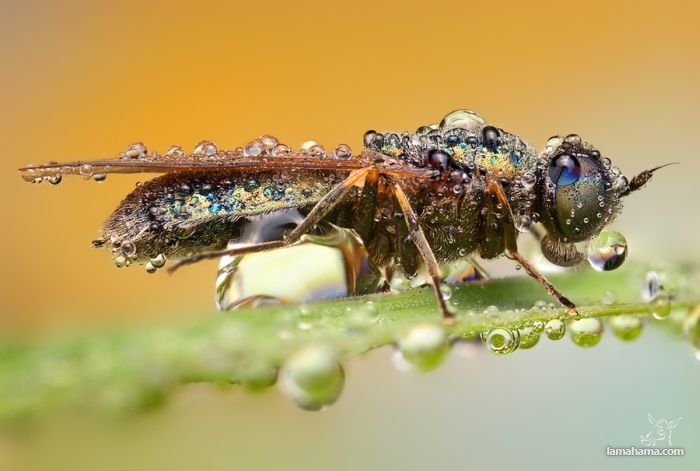 Amazing pictures of insects in drops of dew - Pictures nr 34