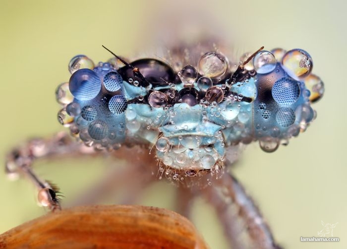 Amazing pictures of insects in drops of dew - Pictures nr 35