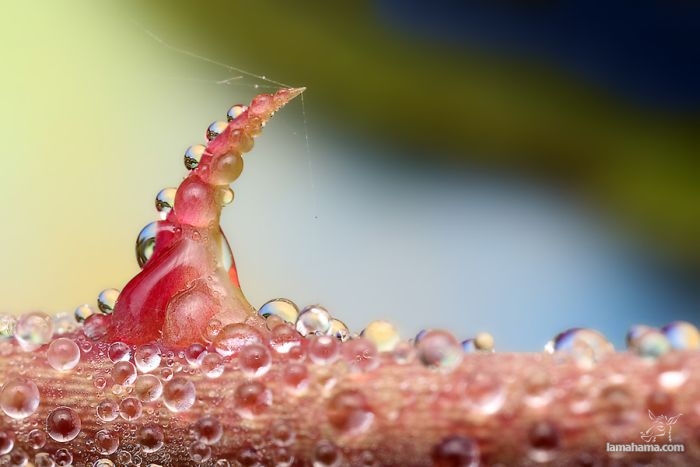 Amazing pictures of insects in drops of dew - Pictures nr 36