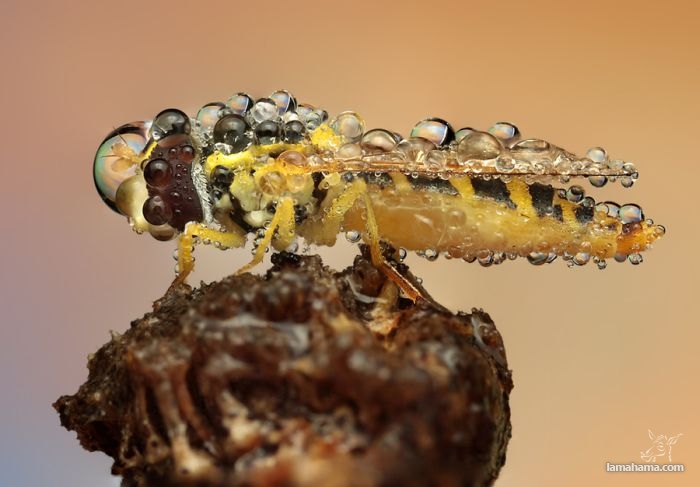 Amazing pictures of insects in drops of dew - Pictures nr 37