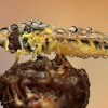Amazing pictures of insects in drops of dew - Pictures nr 37